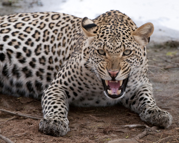 Leopard attack...
